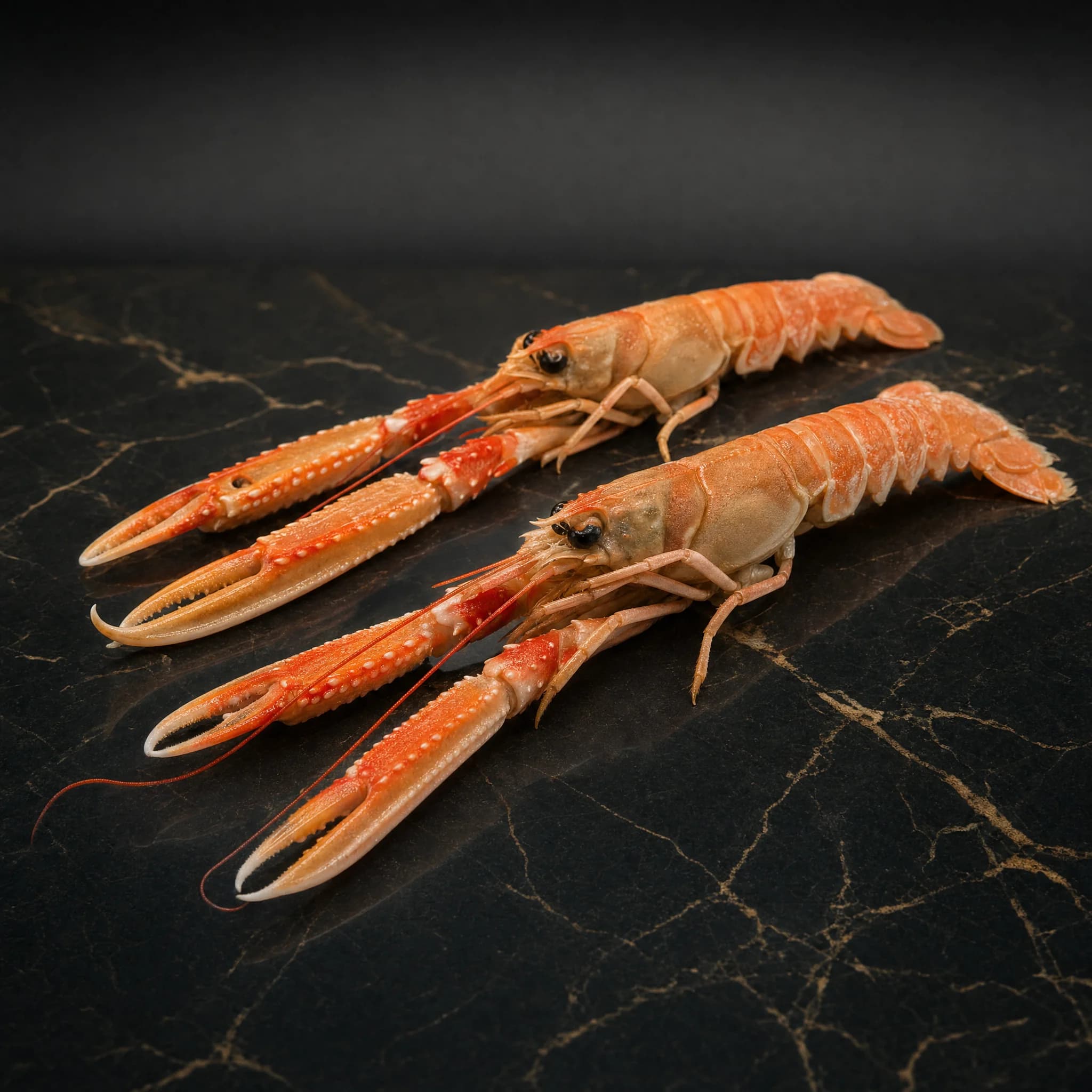 Scotland Langoustine (Cigalas) #1